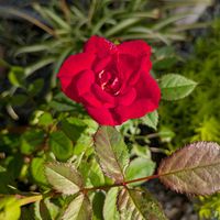 バラ,オリヅルラン,ミニバラ,挿し穂,赤いお花の画像