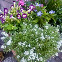 アリッサム,寄せ植え,可愛い,いつもありがとう♡,花のある暮らしの画像