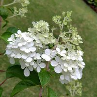 ノリウツギ バニラストロベリー,芝生の庭,7月の庭,ウクライナに平和をの画像