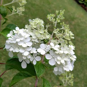 ノリウツギ バニラストロベリー,芝生の庭,7月の庭,ウクライナに平和をの画像