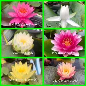 スイレン,温帯睡蓮 マニーサイアム,温帯睡蓮　サイアムビューティー,温帯睡蓮　ピグマエアルブラ,温帯睡蓮　アルバの画像