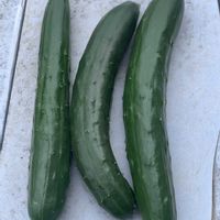 キュウリ,可愛い,収穫,毎年恒例,花のある暮らしの画像