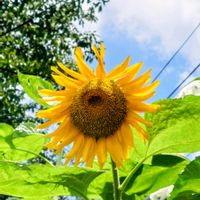 ヒマワリ,お散歩,記録用,黄色の花,開花！の画像