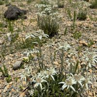 エーデルワイス,エーデルワイス,高山植物,ビロードモウズイカ,夏の花の画像