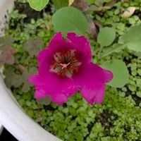 マツバボタン,モリンガ,鉢植え,松葉牡丹,畑の画像