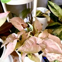 シンゴニウム,シンゴニウム ネオン,シンゴニウム ネオン,観葉植物,サトイモ 科の画像