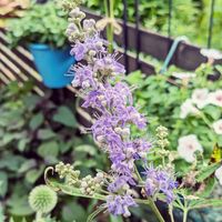 セイヨウニンジンボク,庭木,花木,紫の花,小庭の画像