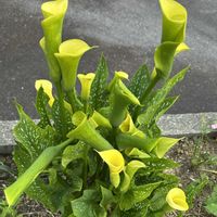 カラー,お散歩,GSのみなさんに感謝♡,今日のお花,幸せの黄色いお花の画像