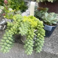 新玉つづり（ビアホップ）,ビア ホップ,多肉植物,多肉寄せ植え,ガーデニングの画像