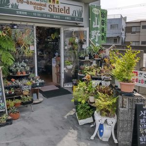 多肉植物,ウラボシ科,ビカクシダ属,食中植物,塊根の画像