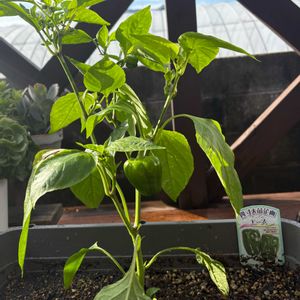 ピーマン,大葉,おはようございます,夏野菜,庭づくりの画像