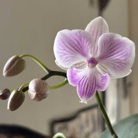 胡蝶蘭,チャンピオンビビ,Phal. Champion Vivi,洋蘭,着生ランの画像