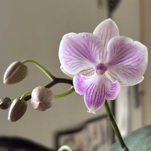 胡蝶蘭,チャンピオンビビ,Phal. Champion Vivi,洋蘭,着生ランの画像