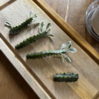 熊童子,ユーホルビア,多肉植物,多肉寄せ植え,ど〜なる多肉ちゃんの画像