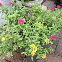 ポーチュラカ,もりもり,花のある暮らし,レッド,イエローの画像