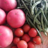 トマト,ミニトマト,インゲン豆の画像