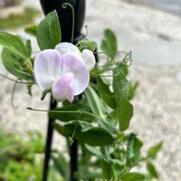 スイトピー,鉢植え,ガーデニング,玄関アプローチ,庭の画像