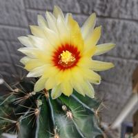 花のある暮らし,玄関前,私の癒やし,植物のあるくらし,壁天井の画像