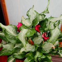 カラー,カラー・フローズンクイーン,コンテナガーデン,今日のお花,キュンキュン乙女倶楽部の画像