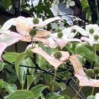 オカトラノオ,オカトラノオ,ニリンソウ,ニリンソウ,ヤマボウシの画像