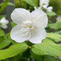 バイカウツギ,サツマウツギ,バイカウツギの後ろ影,バイカウツギの花後,落葉低木の画像