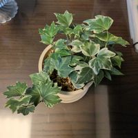 アイビー（ヘデラ）の画像