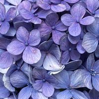 アジサイ,ルリマツリ,曇り空,小さな庭の画像