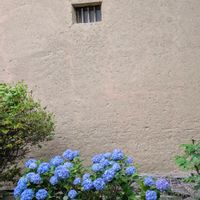 アジサイ,ミニトマト,紫陽花,かぼちゃ,ウドの画像