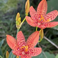 花壇,プランター,庭の片隅❣️。,花との出会い❣️,庭の画像