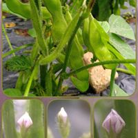枝豆,エダマメ,湯あがり娘,小さな花,花のある暮らしの画像
