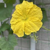 ヘチマ,ヘチマ,黄色い花,散歩道の花の画像