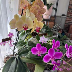 胡蝶蘭,観葉植物,オーキッドの画像