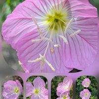 インパチェンス,トレニア,昼咲き月見草,昼咲き月見草,昼咲き月見草の画像