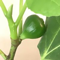 イチジク,いちじく,挿し木,室内栽培,鉢栽培の画像