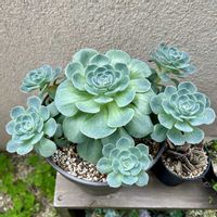 乙女心,七福神,七福神,多肉植物いろいろ,アトランティスの画像