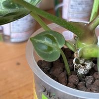 アンスリウム,アンスリウム,サトイモ科,観葉植物,室内管理の画像