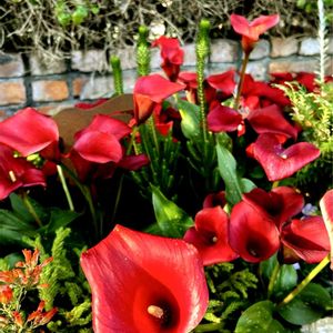 カラー,温室,近所の花屋さん,クリスマスの花,浜松フラワーパークの画像