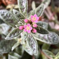 クーペリー,クラッスラ属 クーペリー,多肉植物,クラッスラ属,ベランダガーデニングの画像