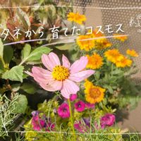 コスモスの画像