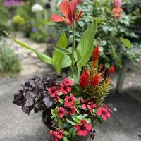 カンナ,ケイトウ,シソ,ビンカ タトゥー,寄せ植えの画像