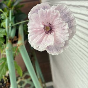 ポピ―,アメージング グレイ,種まきの画像