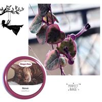 ハートカズラ,多肉植物,ネコ好き,ねこちゃん♡,ノンちゃんの日の画像