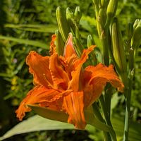 ヤブカンゾウ,お花,お出かけ先の画像