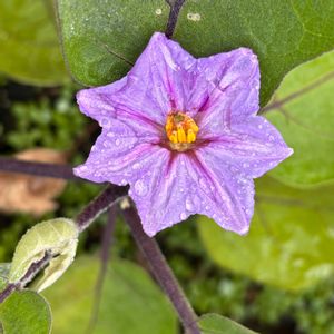 ナス,育てやすい,野菜遺産,家庭菜園,ベランダの画像