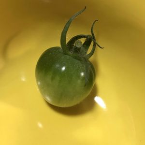 ミニトマト,ミニトマト,鉢植え,いただきもの,ミニトマト苗の画像