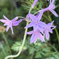 ツルバキア,ナチュラルガーデン,お庭の花たち,宿根草の庭,花と暮らすの画像
