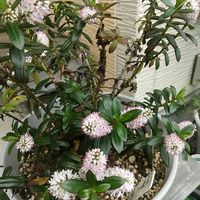 コスモス,へーべ,芝,花壇,庭の画像
