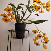 咲いた咲いた,デンドロビウム原種,Den. chrysotoxum fma. suavissimumの画像