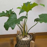 セロームの画像