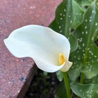 カラー,カラー,レンガ,今日のお花の画像
